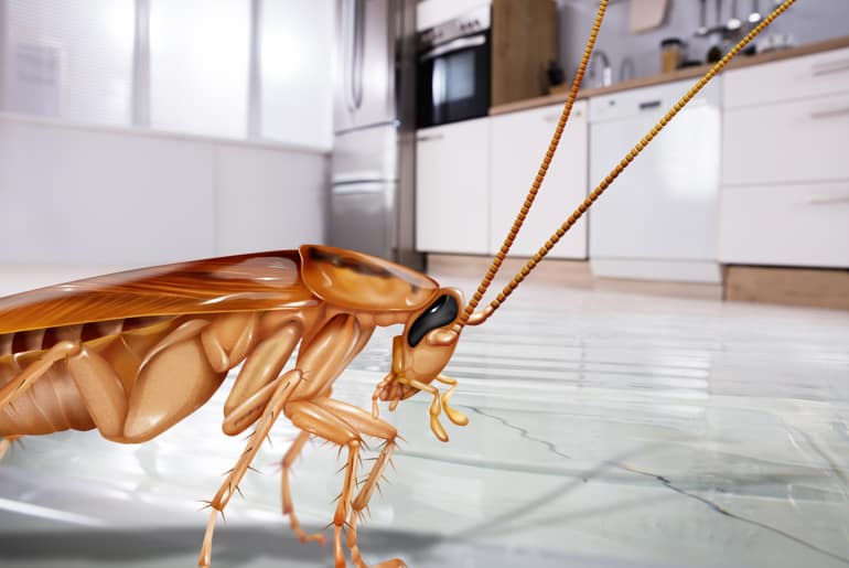 getting rid of cockroach in the kitchen
