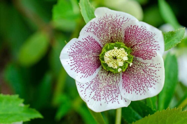 Can You Plant Lenten Roses In Pots?