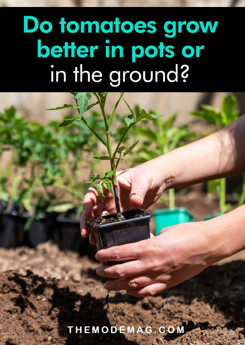 Do Tomatoes Grow Better In Pots Or In The Ground? The Mode Mag