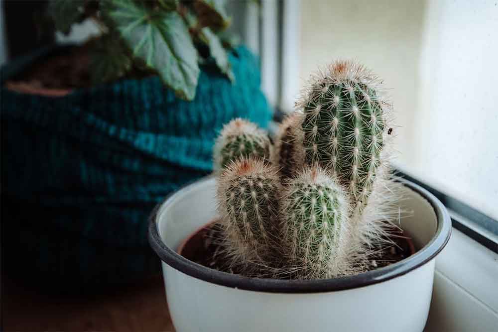 Can Cactus Purify Air? (The Ultimate Cactus Guide)