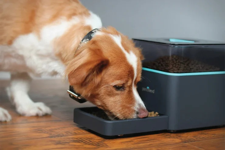 Top-Tech Devices That Your Pet Will Love!