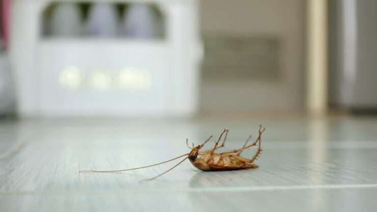 The Impact of Pests on Your Health and Home: What You Need to Know 2024