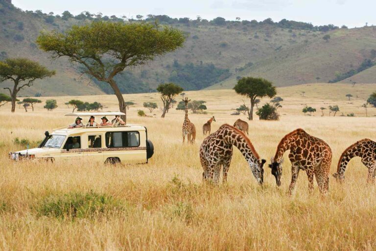Wildlife Wonders - Top Safari Destinations You Need to Explore