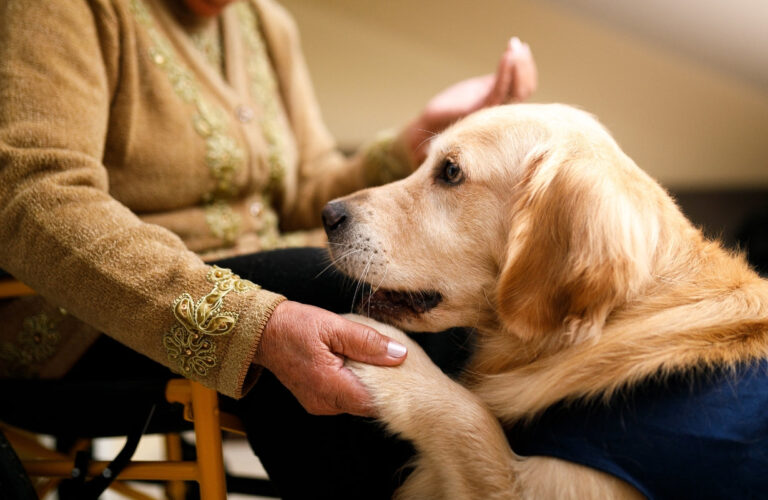 Caring for Senior Dogs