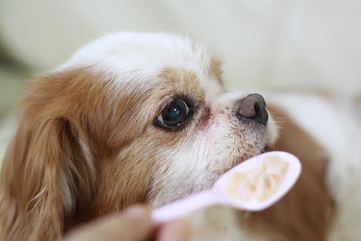 Dog Food for Senior Dogs