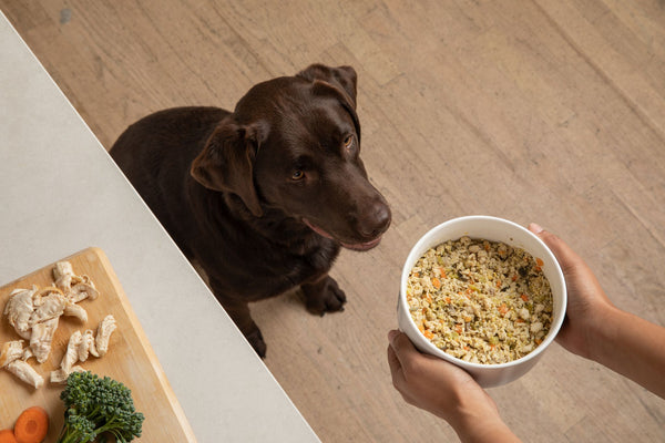 Good Nutrition for Your Dog's Health