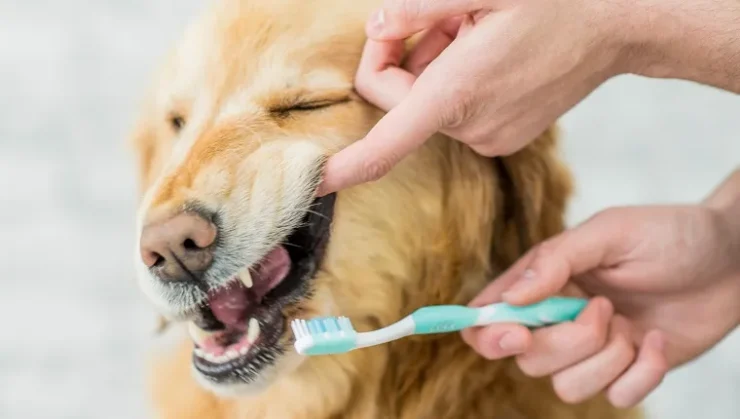 Senior Dog's Teeth