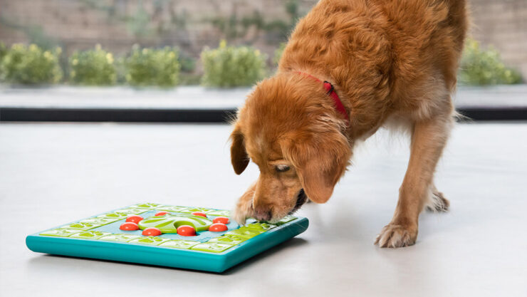 Stimulating Toys for Older Dogs